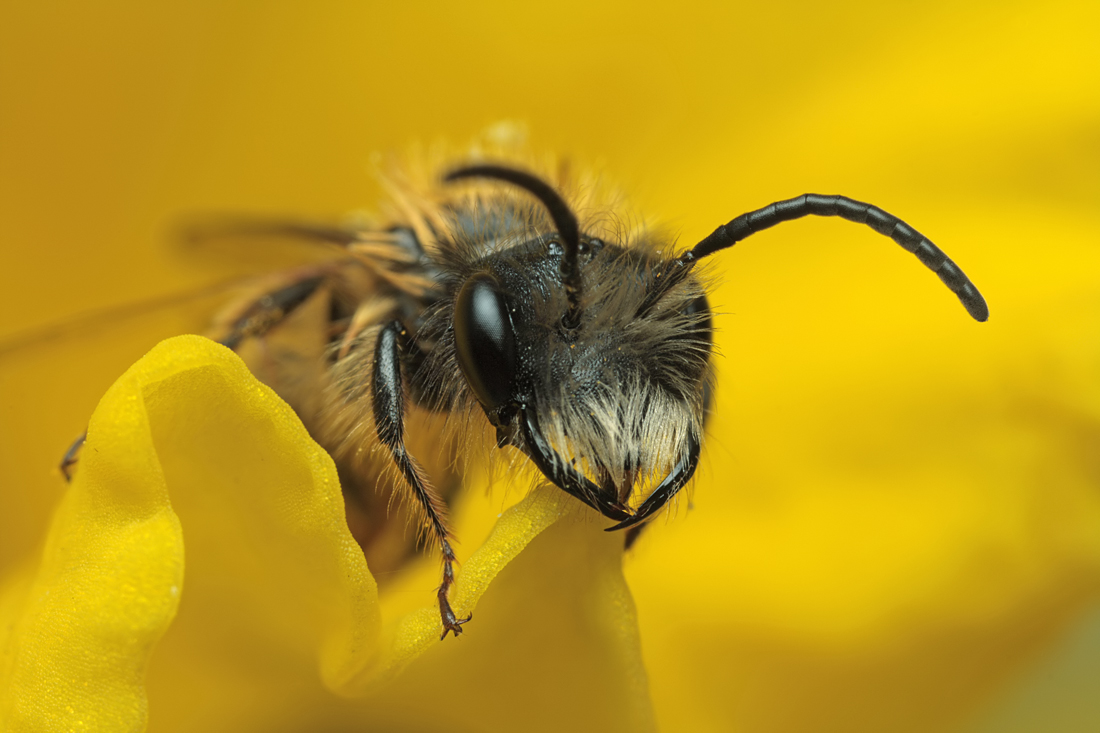 Miner Bee in Daffodil 2